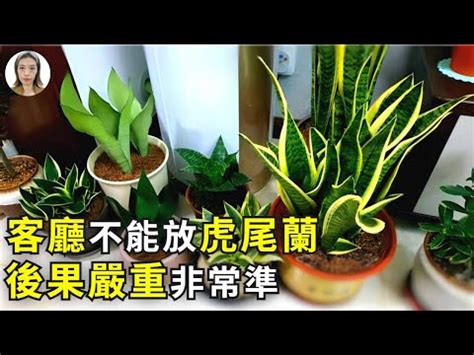 佛手虎尾蘭風水|【擺放虎尾蘭風水】虎尾蘭擺放風水招財避厄，居家必備植物